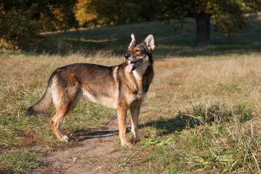 Schäferhund Tara