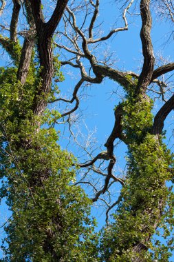 efeu dilerim baum