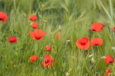 Klatschmohn im Gerstenfeld