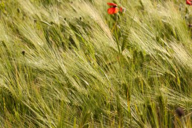 Gerstenfeld im Licht