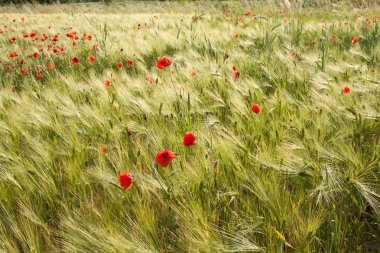 Mohn und Gerste