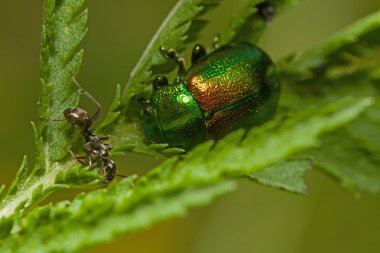 Blattkäfer und Ameise