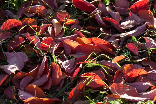 Rotes Herbstlaub im Gegenlicht — Fotografia de Stock