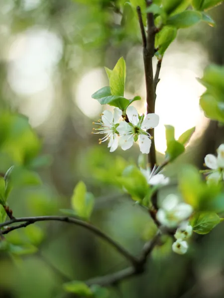 Primavera albero da giardino — Foto Stock