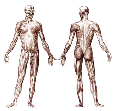 Human muscular system clipart