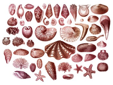 Exotic sea shells collection clipart