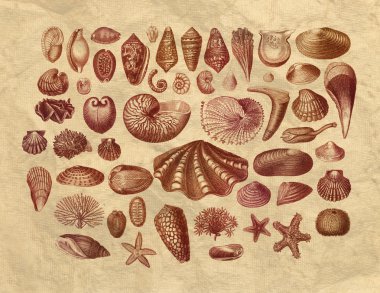 Exotic sea shells collection clipart