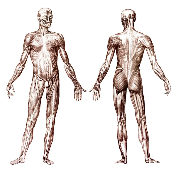 Układ mięśniowy człowieka — Zdjęcie stockowe