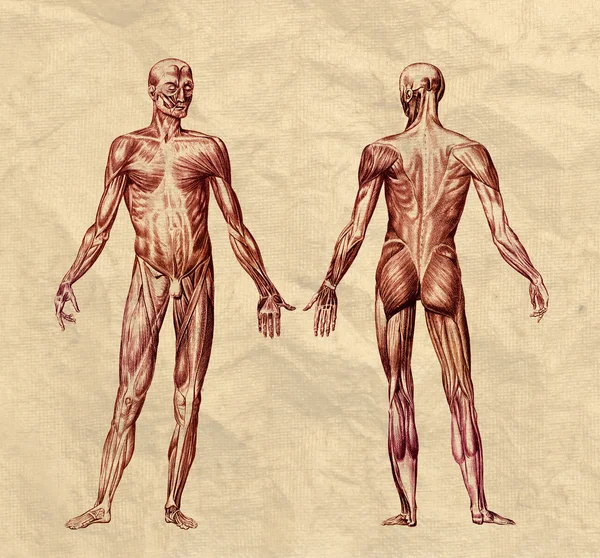 Παλιά εκτύπωση ανθρώπινο μυϊκό σύστημα — Φωτογραφία Αρχείου
