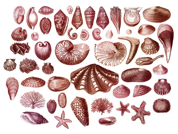 Coleção de conchas marinhas exóticas — Fotografia de Stock