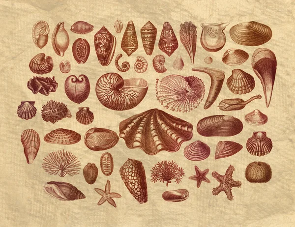 Коллекция экзотических морских раковин — стоковое фото