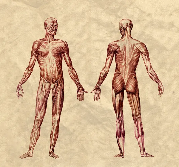 Featured image of post Anatomia Musculos Wallpaper : ¿estás buscando información sobre los músculos de la espalda?