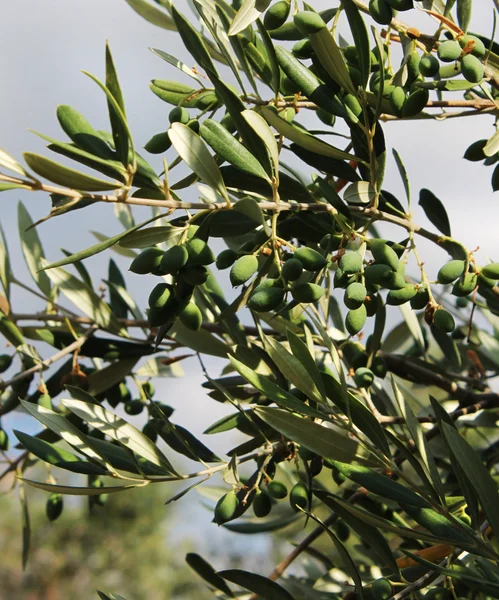 Młode zielone oliwki w drzewo oliwne — Zdjęcie stockowe