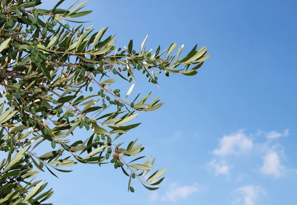 Gałąź drzewa oliwnego przeciw błękitne niebo — Zdjęcie stockowe