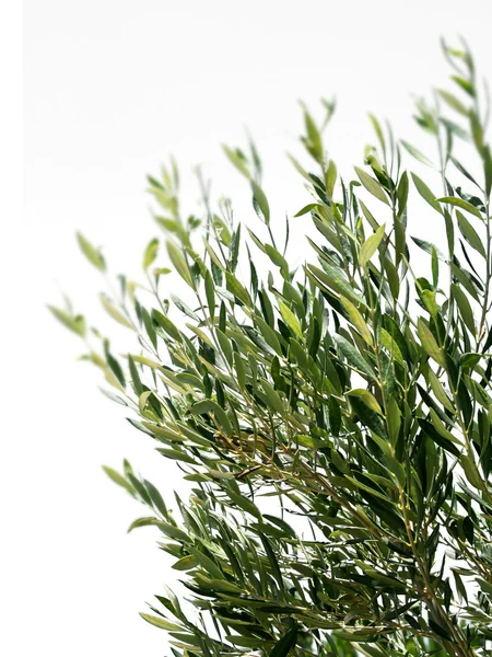 Olivovník větve izolované — Stock fotografie