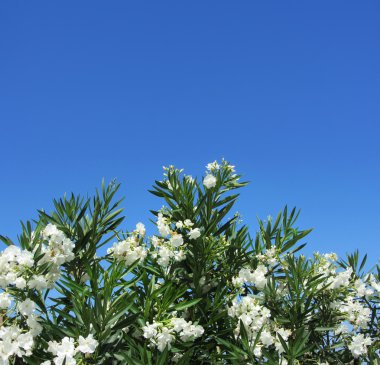 White oleander against blue sky