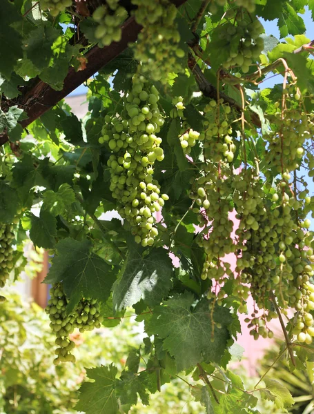 Fresh green grapevine growing — Stock Photo, Image