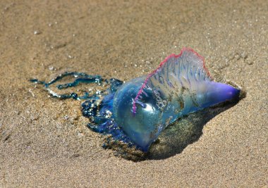 Colorful medusa on beach clipart