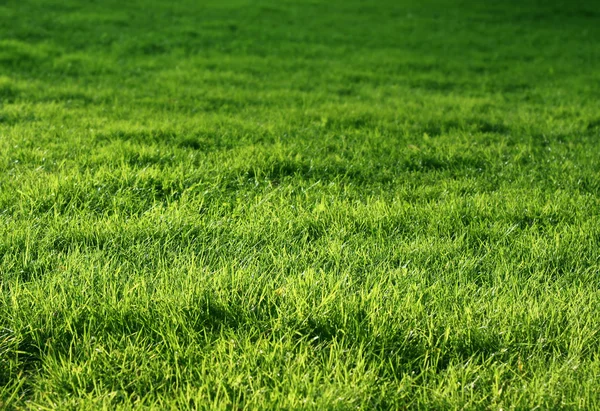 Grama verde natural — Fotografia de Stock