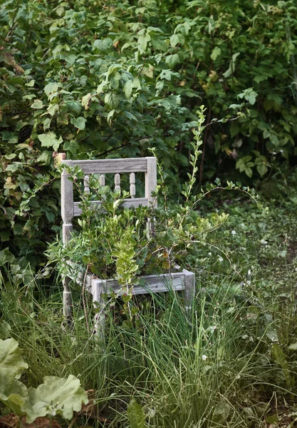 Cadeira de madeira velha no jardim selvagem — Fotografia de Stock