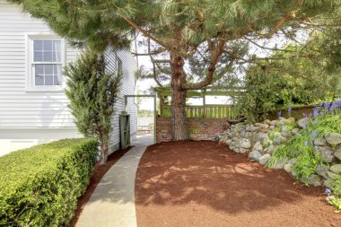 Side yard with walk way and large tree near white house. clipart