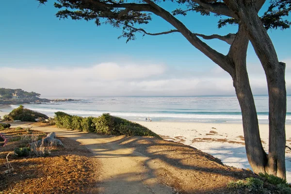Praia de areia branca e trilha com árvore em Carmel, CA — Fotografia de Stock