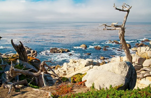 stock image Ocean shore with rocks and trees. Carmel, CA.