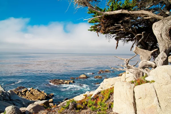 Krásné moře pobřeží skal a stromů příroda. — Stock fotografie
