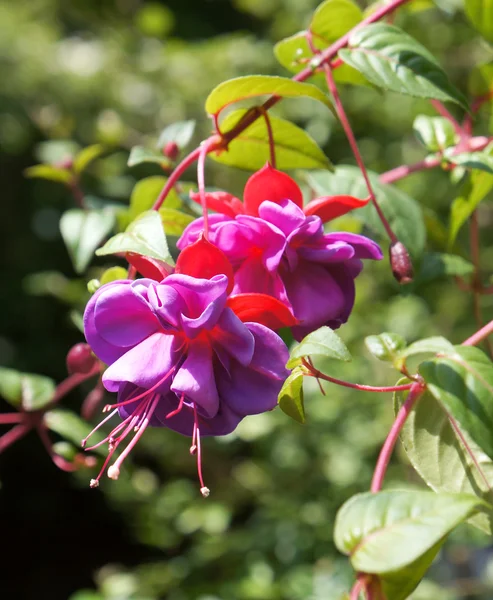 핑크와 보라색 fuschia 꽃. — 스톡 사진