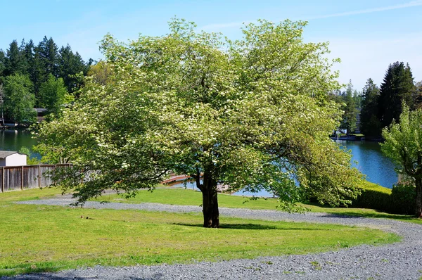 Large blooming spring tree with lake water on the back. — Stock Photo, Image