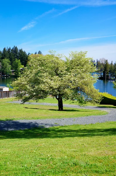 Velké kvetoucí jarní strom s vodou jezera na zadní straně. — Stock fotografie