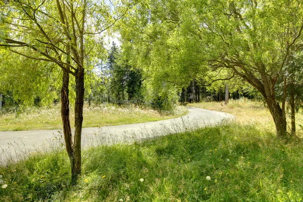 Дорога со свежей травой и двумя деревьями . — стоковое фото