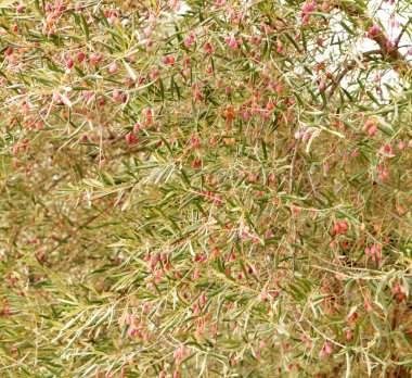 zeytin ağacı parlak pembe üzerinde.