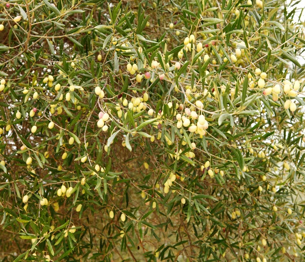 Hora da colheita da oliveira com azeitonas verdes amarelas brilhantes — Fotografia de Stock