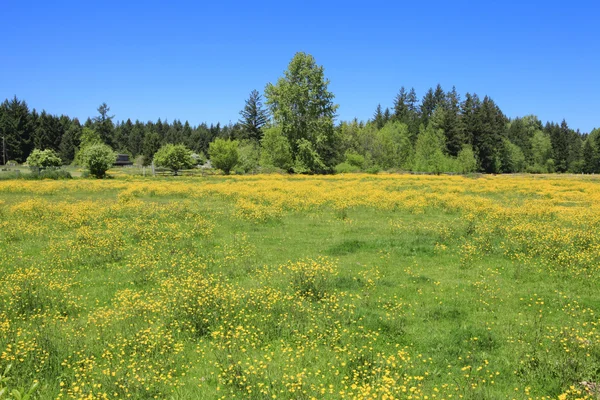 Perfekt sommardag i sidan land med gröna fält med blommor. — Stockfoto