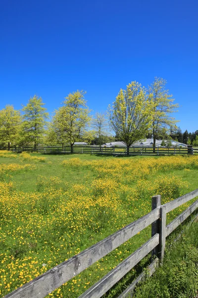 Perfect summer day in the country side with green field with flowers. — Stock Photo, Image