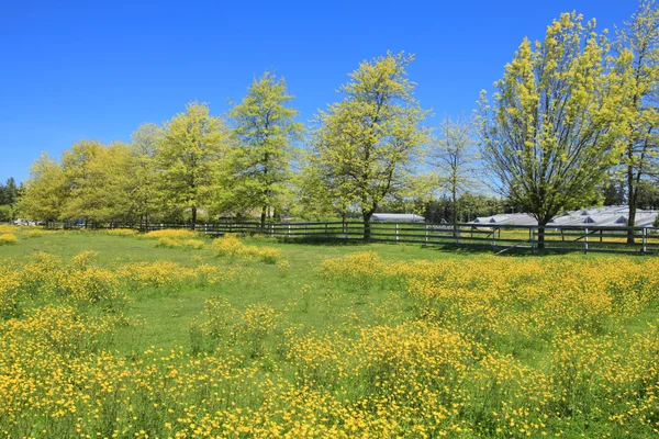Perfecte zomerdag op het platteland met groene veld met bloemen. — Stockfoto