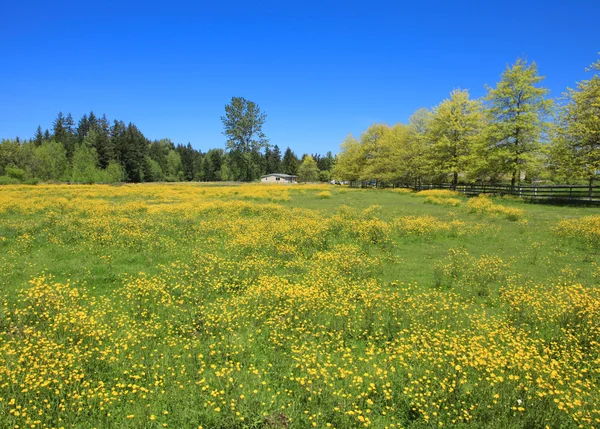 Idealny letni dzień na wsi zielone pole z kwiatami. — Zdjęcie stockowe