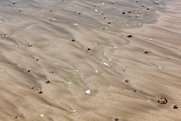 Κέλυφος θάλασσα και άμμο φόντο — 图库照片