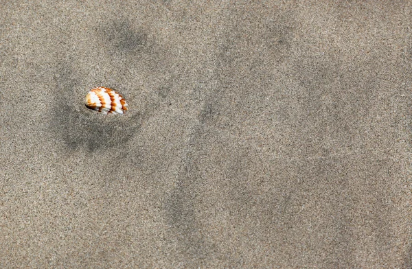 在沙滩上的带区卷的海贝壳 — 图库照片