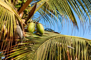 Palm fındık ve dalları