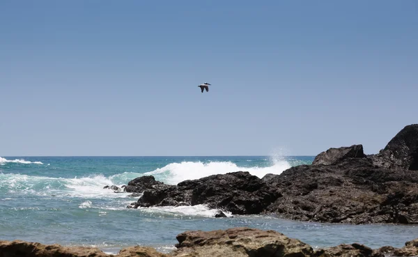 Pelicano sobre o Pacífico — Fotografia de Stock
