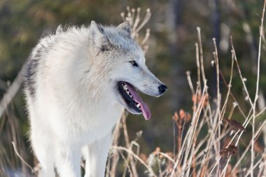 Young Arctic Wolf clipart