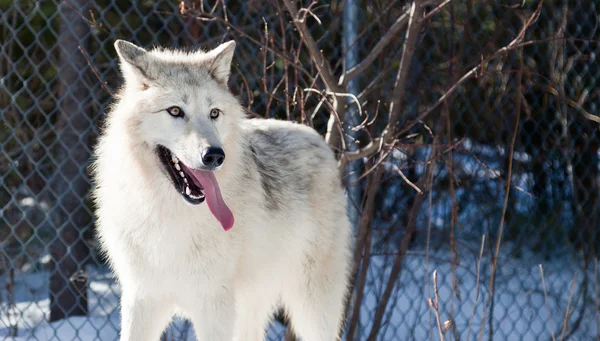 Weißer arktischer Wolf — Stockfoto