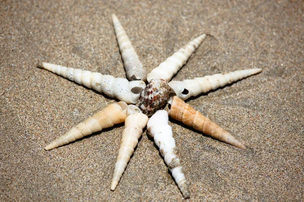 Hvězdice mořské mušle — Stock fotografie