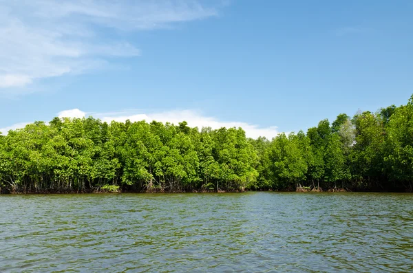 Mangroveskogen med himmelsblå fält. — Stockfoto