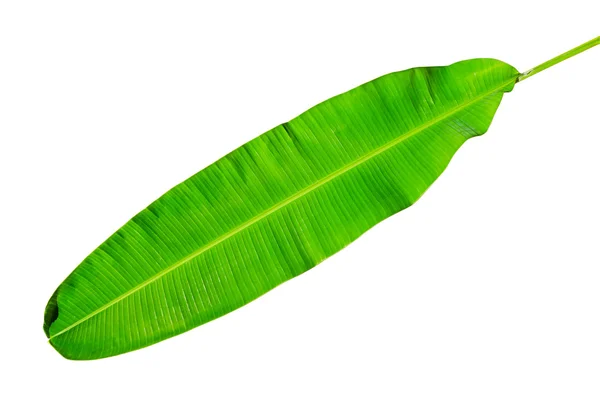 Green fresh banana leaf isolated with clipping path. — Stock Photo, Image