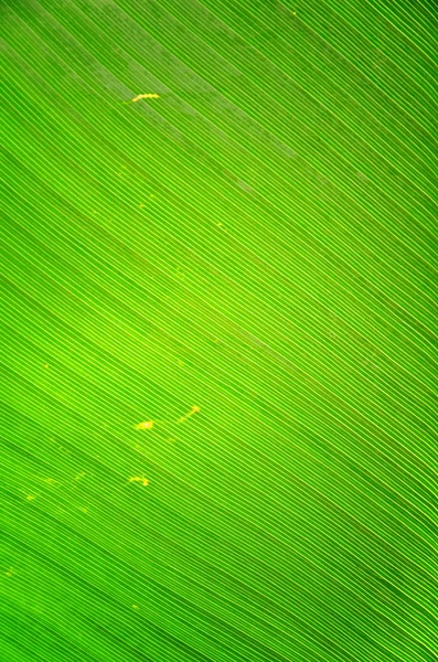 Зеленый свежий банановый лист текстуры фона . — стоковое фото