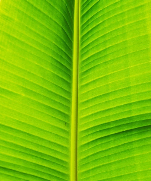 Groene verse bananen blad textuur achtergrond. — Stockfoto