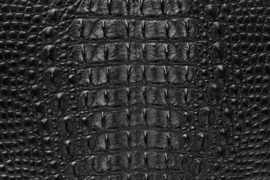Freshwater crocodile bone skin texture background. clipart